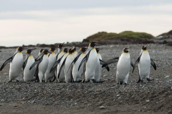 Malvinas  – South Georgia – Antarctica